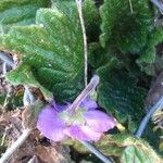 Ramonda myconi Flower