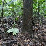 Dichostemma glaucescens Bark