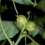 Carya tomentosa Fruit