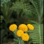 Tanacetum bipinnatum Flor