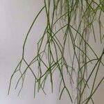 Psilotum nudum 葉