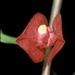 Drymonia coccinea 花