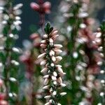 Calluna vulgaris Flower