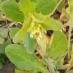Mummenhoffia alliacea Flower