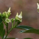 Voacanga africana Blomma