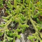 Lycopodium clavatum Fuelha