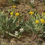 Crepis occidentalis Habit