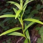 Lilium bulbiferum Φύλλο