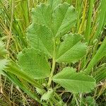 Vicia serratifolia Hostoa