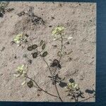 Biscutella glacialis Flor