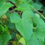 Convolvulus silvaticus برگ