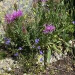 Centaurea uniflora Habitat