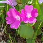 Primula hirsutaFlor