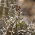 Euphorbia handiensis Altro