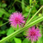 Mimosa diplotricha Λουλούδι