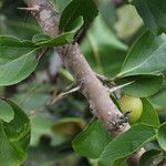 Flacourtia indica Blatt