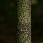 Licaria chrysophylla 樹皮