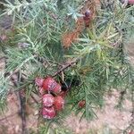 Juniperus oxycedrus Ovoce