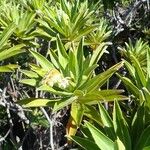 Hibbertia moratii Plante entière