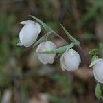 Calochortus albus Кветка