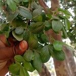Guaiacum officinale Leaf