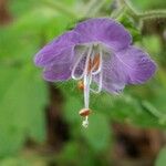 Phacelia bipinnatifida Flower