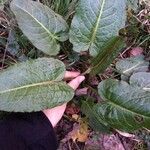 Rumex obtusifolius Feuille