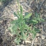 Amaranthus albus Folla