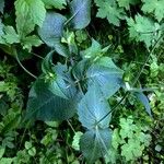 Knautia dipsacifolia Leaf