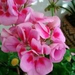 Pelargonium zonaleКветка