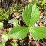 Fragaria chiloensis Foglia