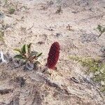 Cynomorium coccineum Fleur