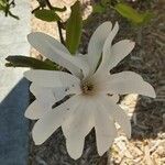 Magnolia stellataFlower