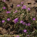 Spergularia rubra Hábito