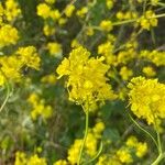 Mutarda nigra 花