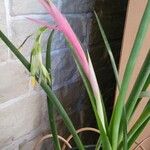 Billbergia nutans Blatt