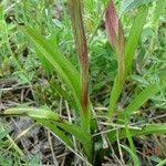 Serapias strictiflora Leaf