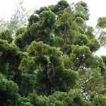 Araucaria cunninghamii Folha