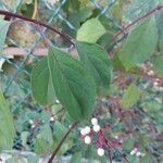 Cornus racemosa Blad