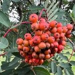 Sorbus americana Ovoce