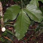 Philodendron rothschuhianum Blatt