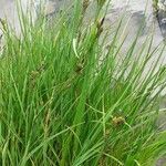 Carex nigra Diğer