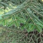 Abies cephalonica Folha