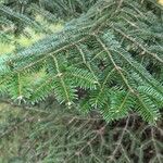 Abies cephalonica Blatt