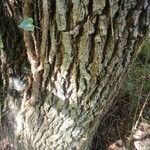 Quercus robur Kora