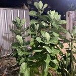 Calotropis procera Leaf