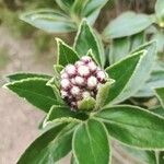 Psiadia anchusifolia Flower