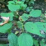 Boehmeria cylindrica Листок