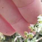 Sesamoides purpurascens Flower