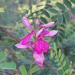 Indigofera tinctoria 花